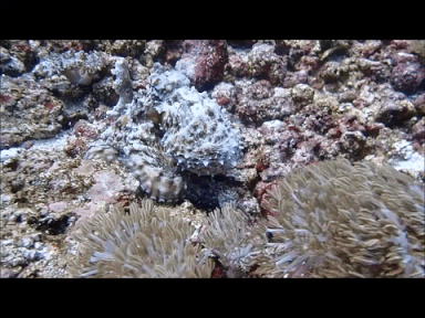 Octo Clip 1 GIF.gif