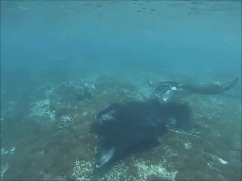 Manta on Dive 1