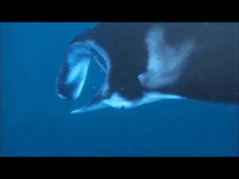 Manta Swim